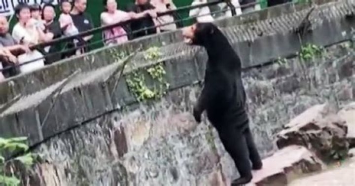 Chinese zoo denies its sun bears are humans in costumes