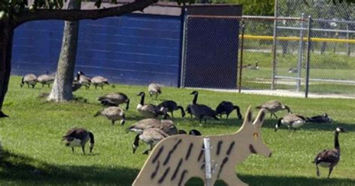Fake coyotes fool motorists, not geese