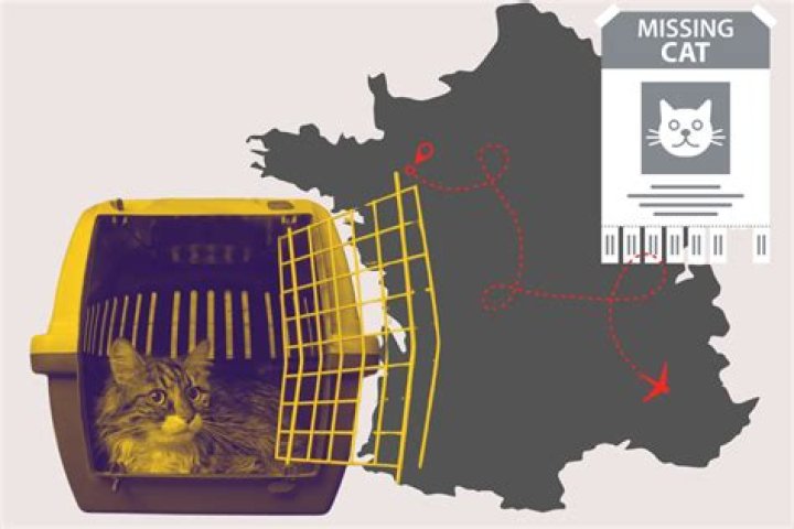 Family Reunited With Lost Cat After Almost 7 Years