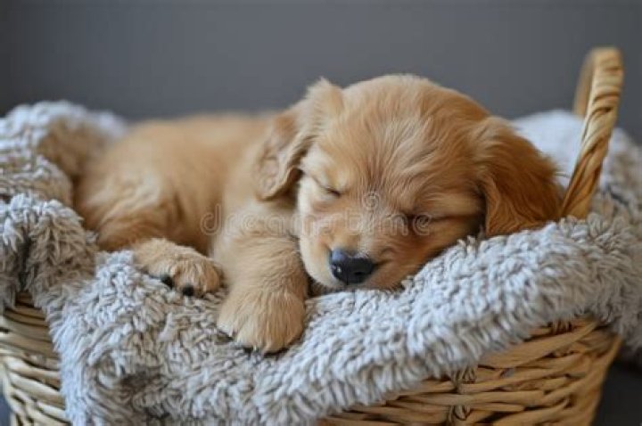 Golden Retriever Puppy Using Blanket Basket for 'Sleepies' Melts Hearts