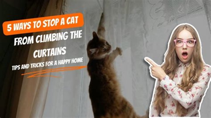 How Owners Try to Stop Cat Escaping Delights Internet: 'Cube Time'