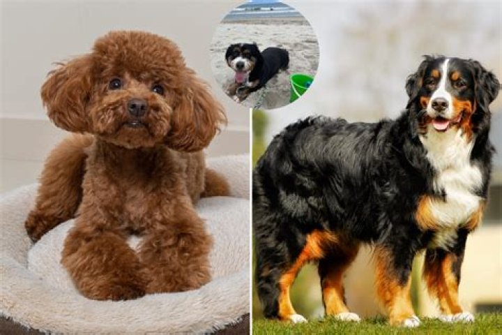 Owner Reveals What a Bernese Mountain Dog and Toy Poodle Cross Looks Like