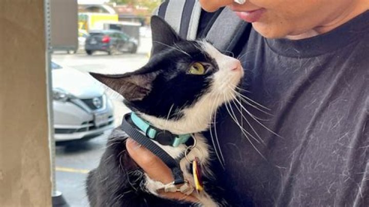 Tux the cat reunited with owner after Lyft driver takes off with pet still inside