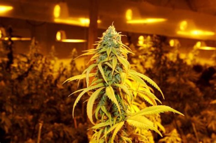 Weed Farmer Outraged Over Cops Throwing Pizza Party After Raid