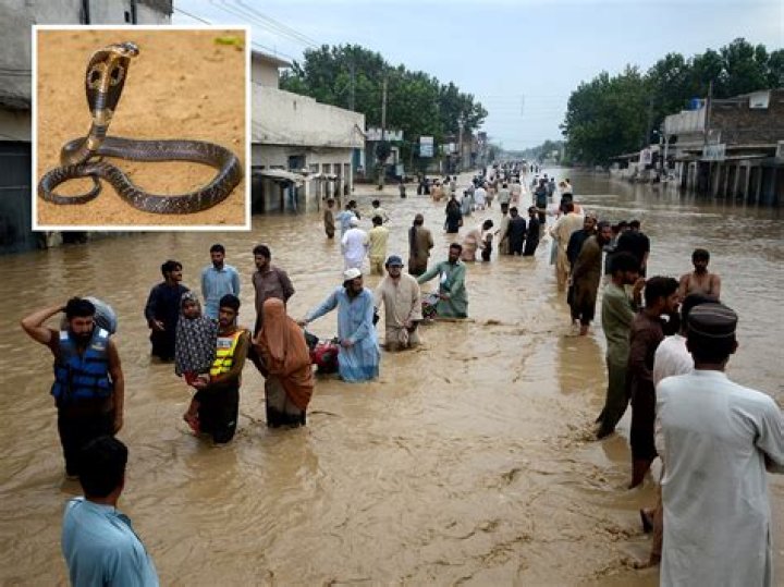 Woman Dies and Over 100 Others Bitten by Venomous Snakes in Pakistan Floods